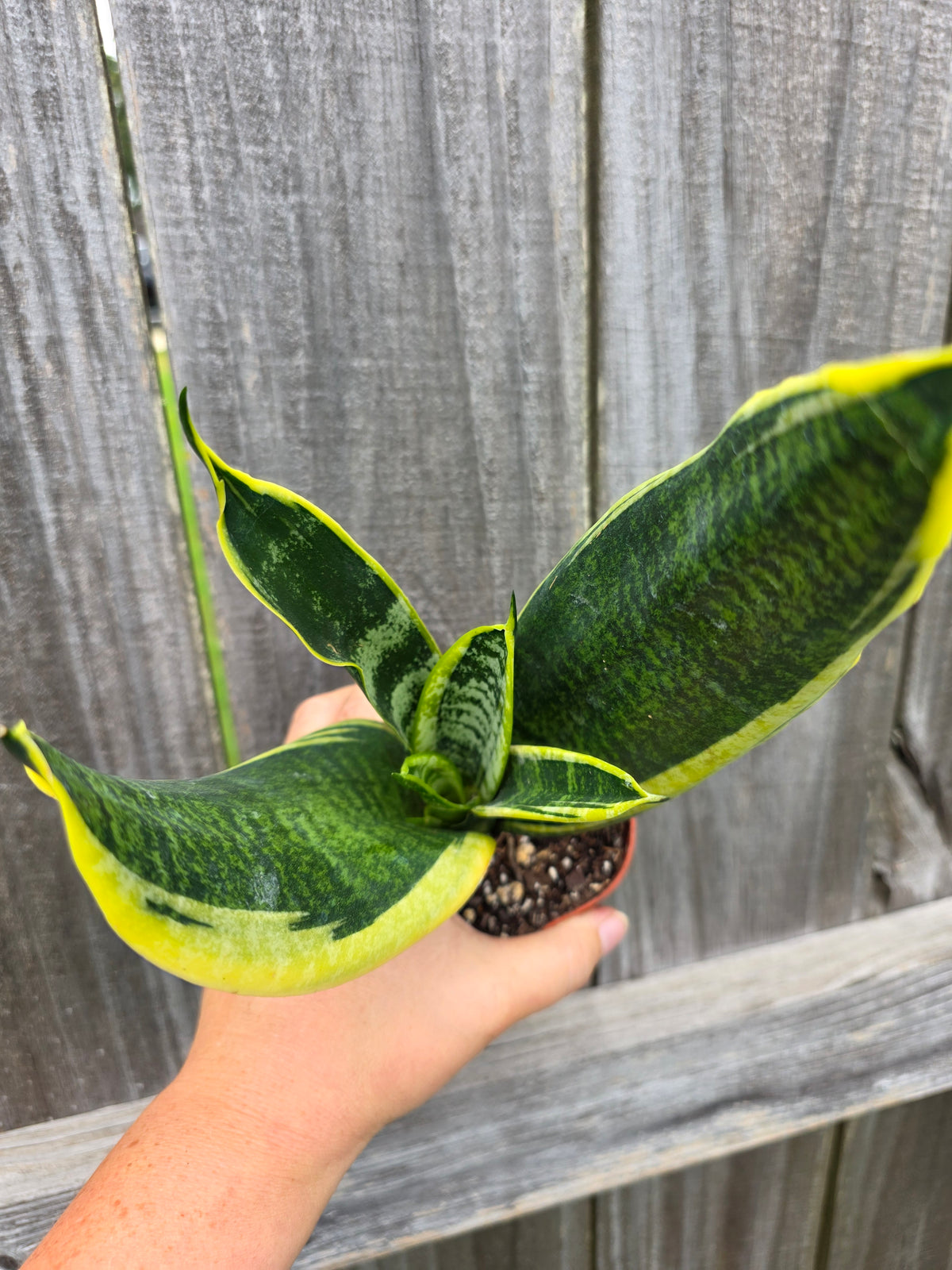 Sansevieria Superba