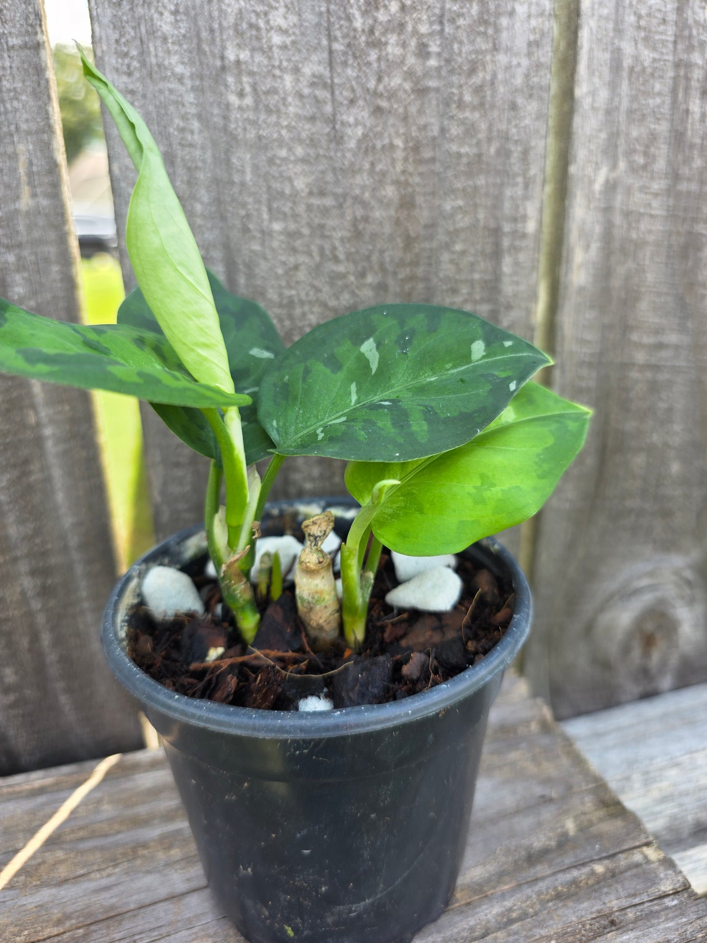 Aglaonema Pictum Tricolor 4"