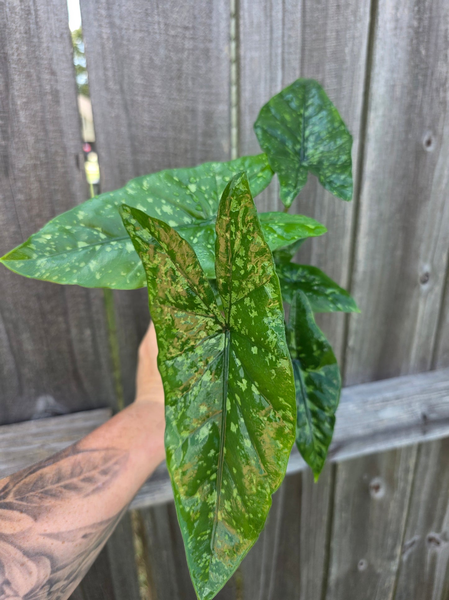 Alocasia Shattered Glass 4"