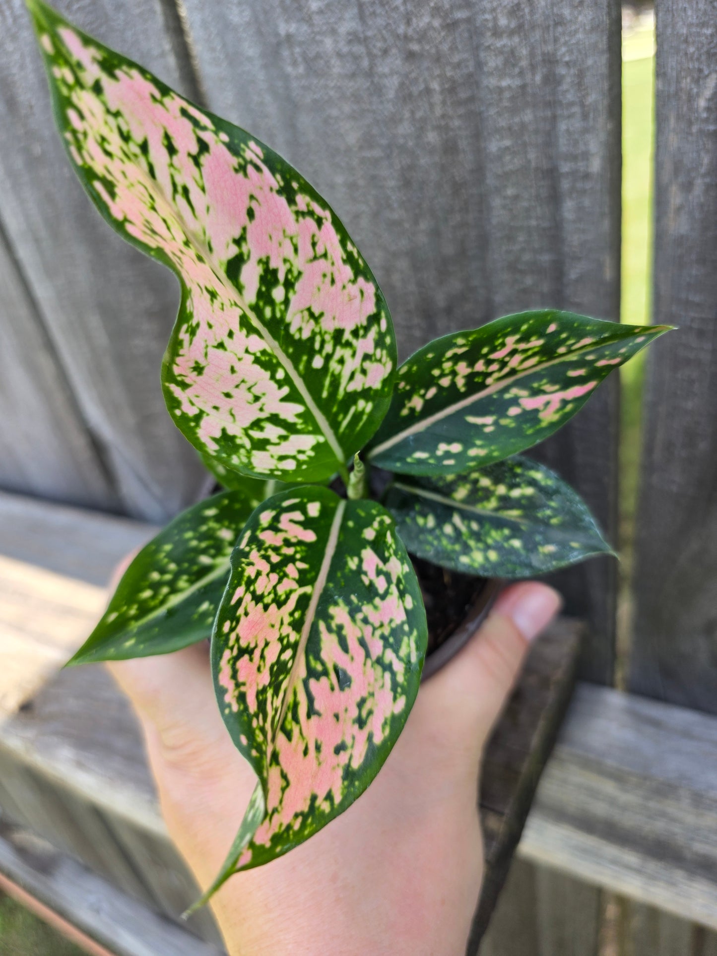 Aglaonema Pink Triphet 4"
