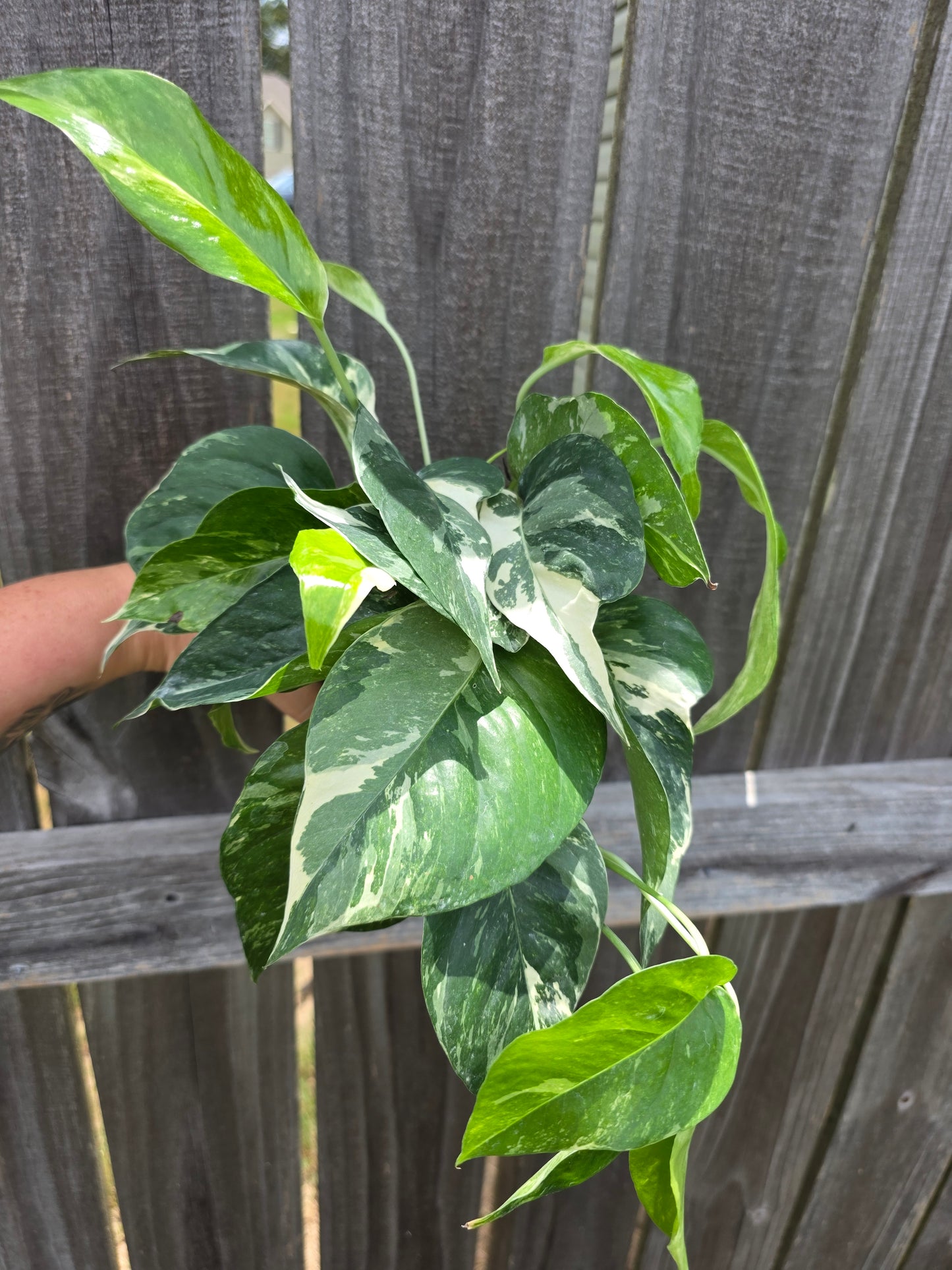 Epipremnum Pinnatum Albo