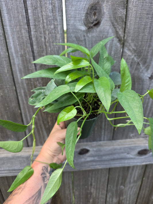 Cebu Blue Pothos