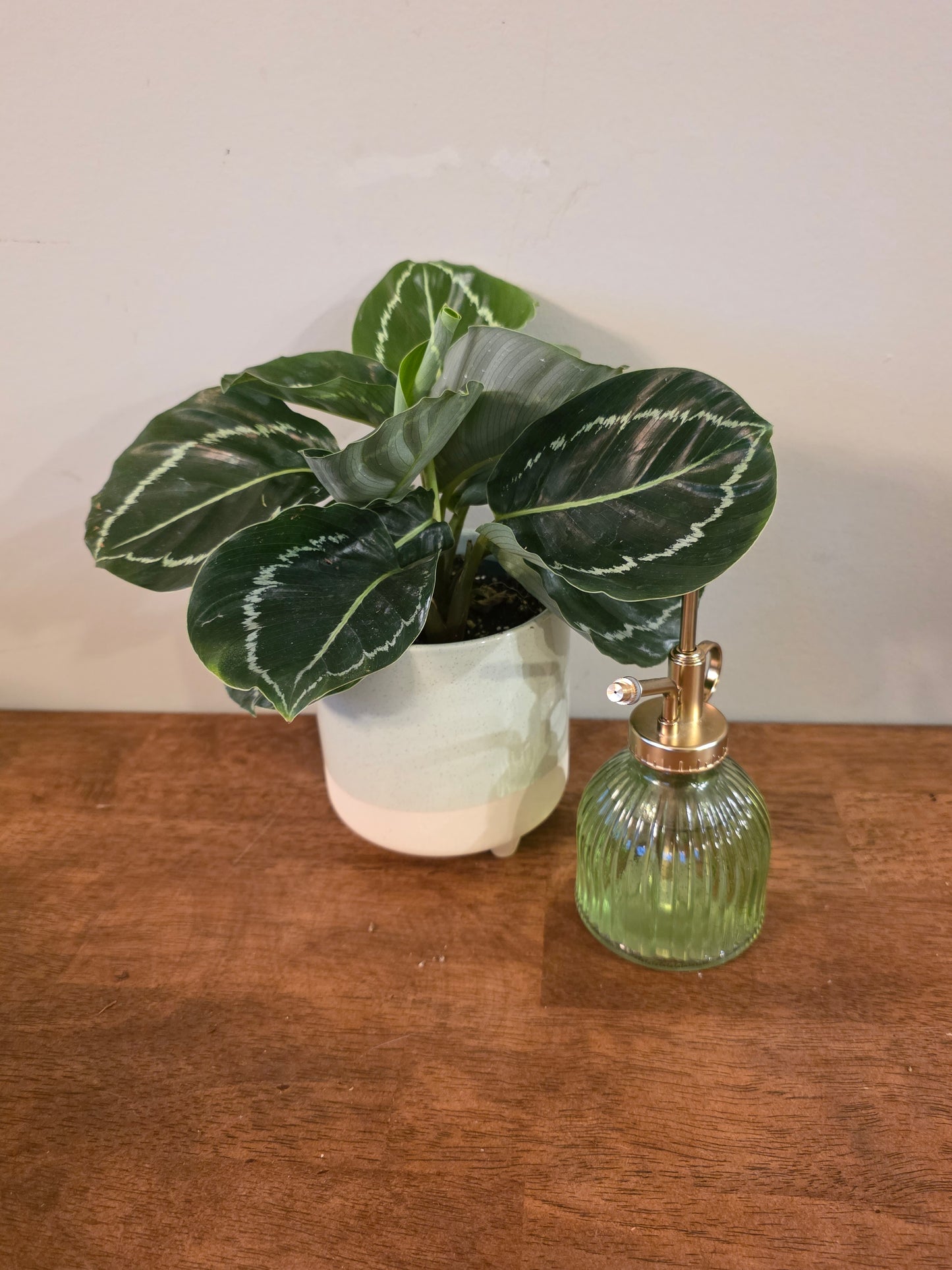 Calathea Green Goddess