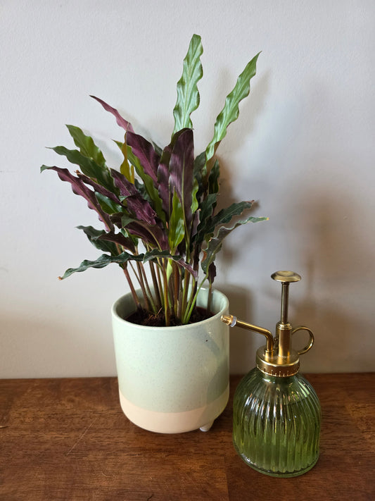 Calathea Rufibarba