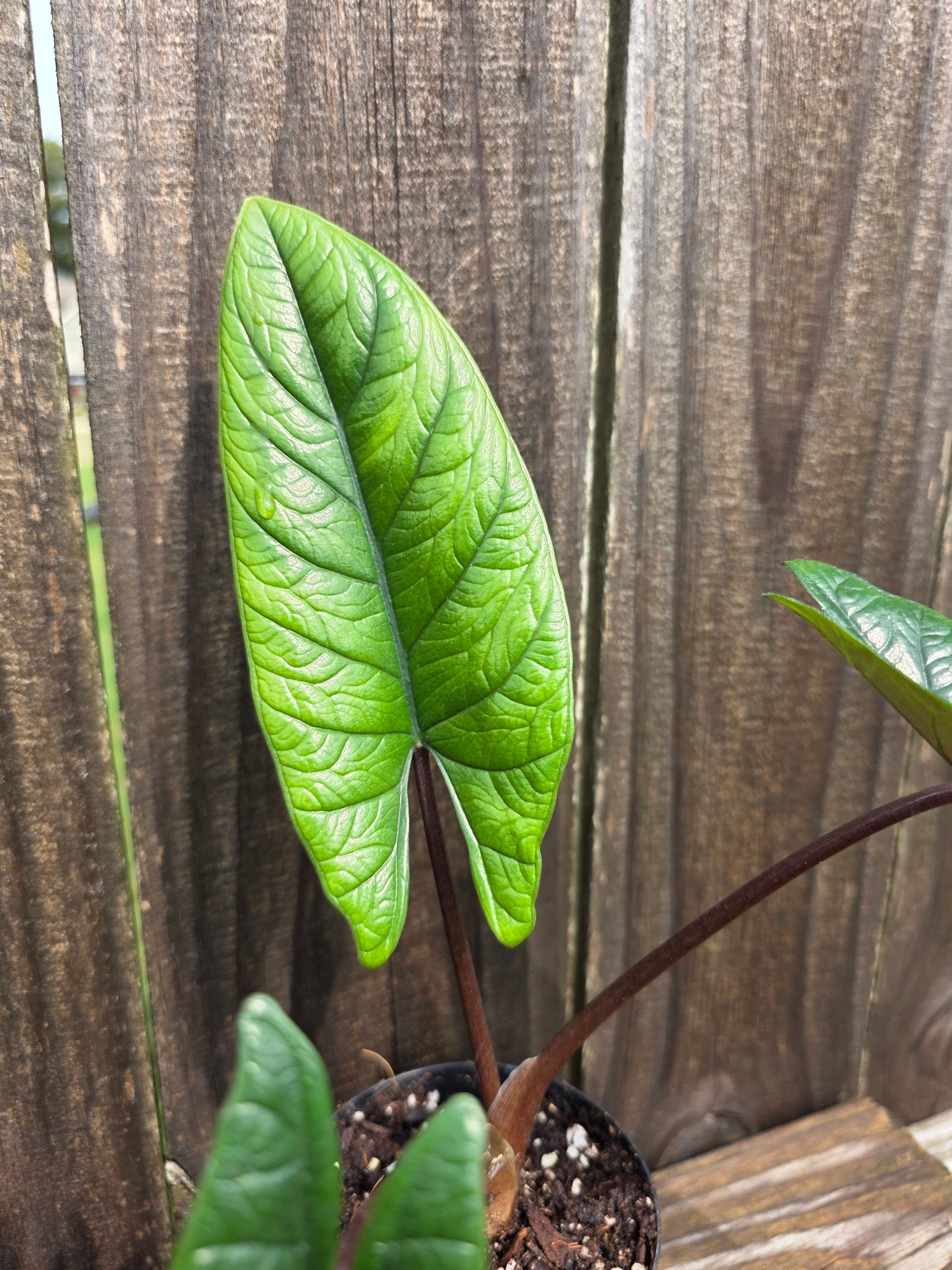 Alocasia Scalprum