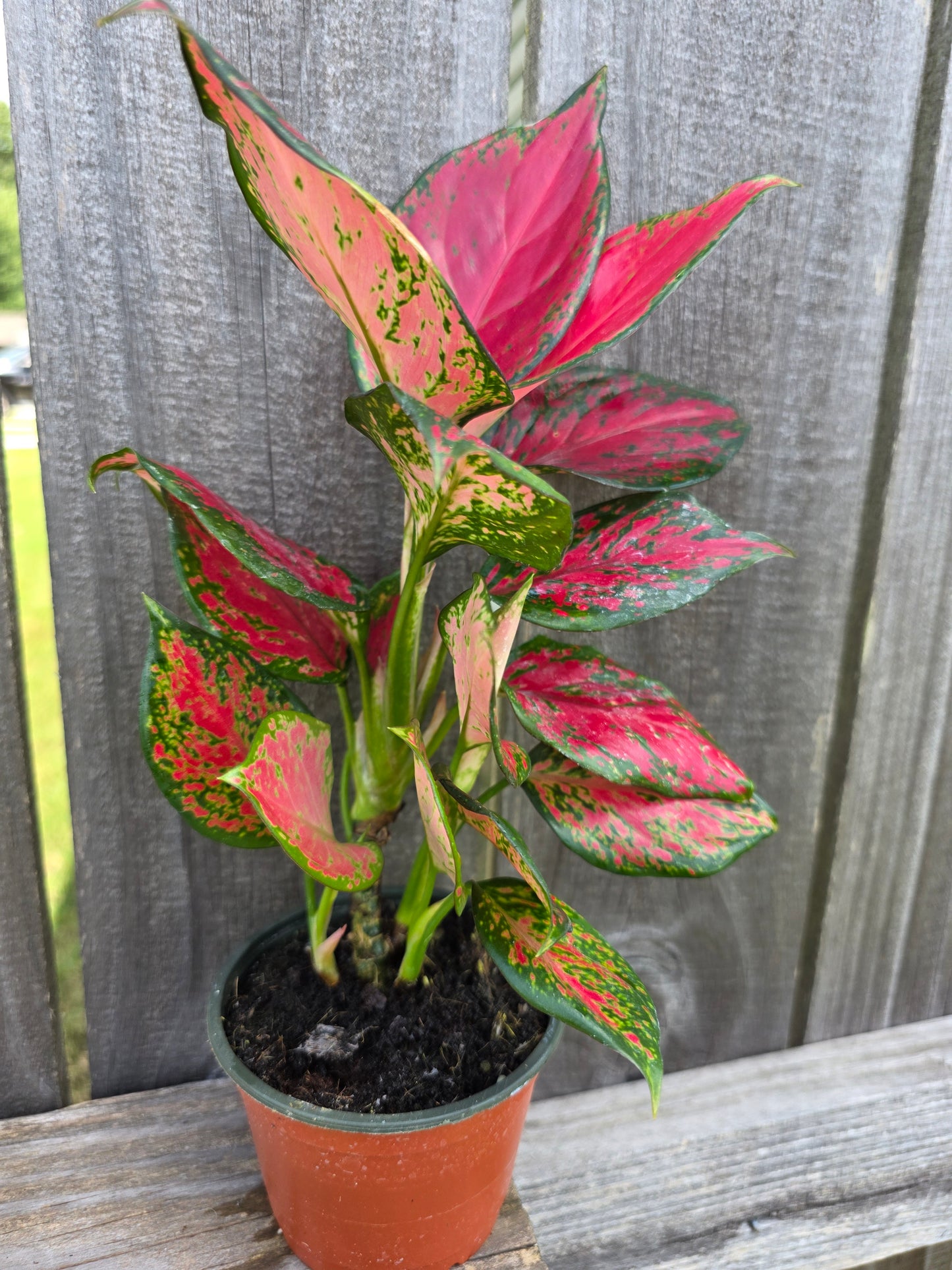 Aglaonema Ruby 4"
