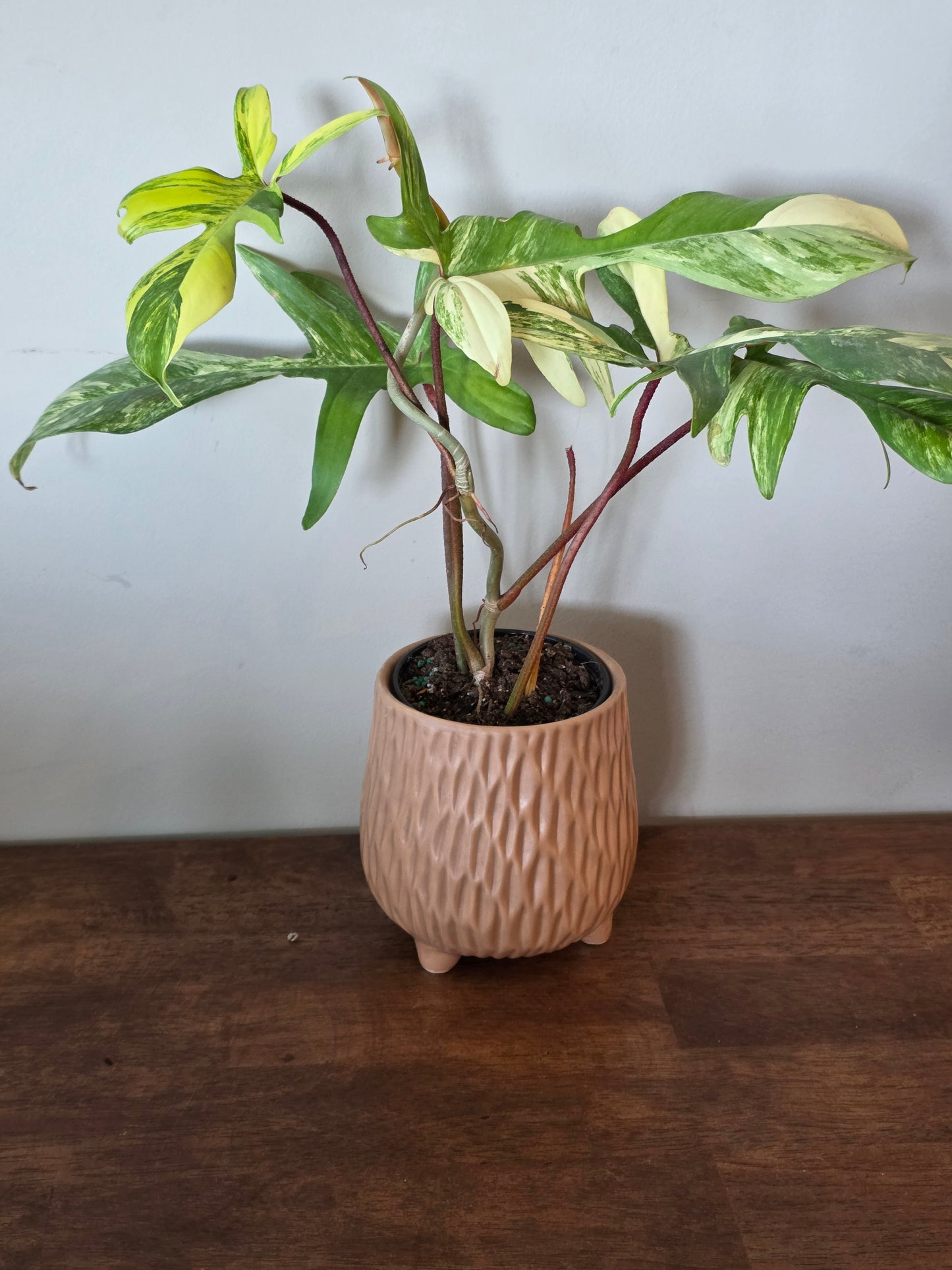 Philodendron Florida Beauty