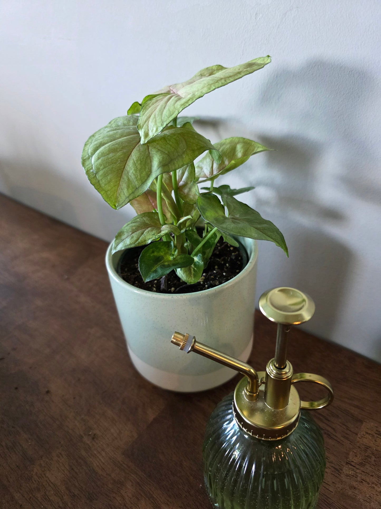 Syngonium Candy Berry
