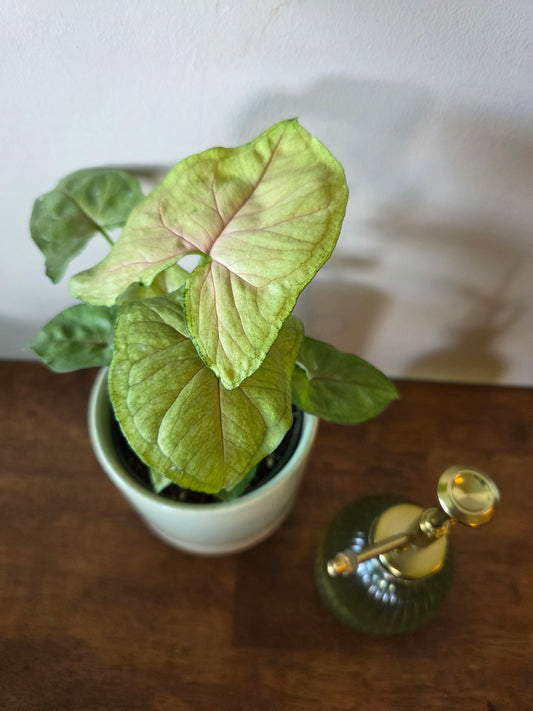 Syngonium Candy Berry