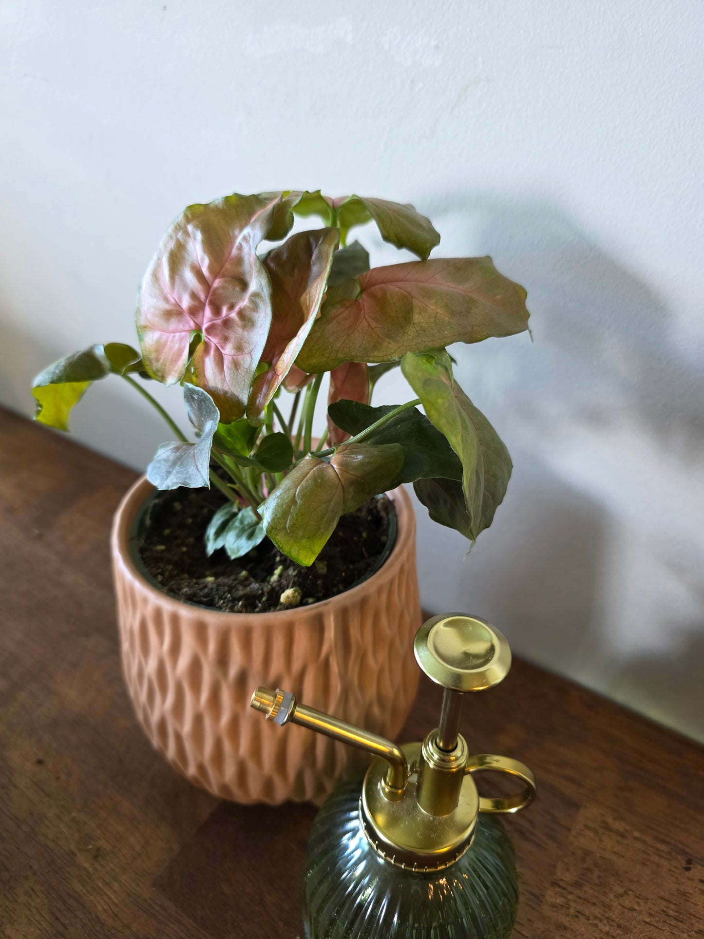 Syngonium Merry Maria