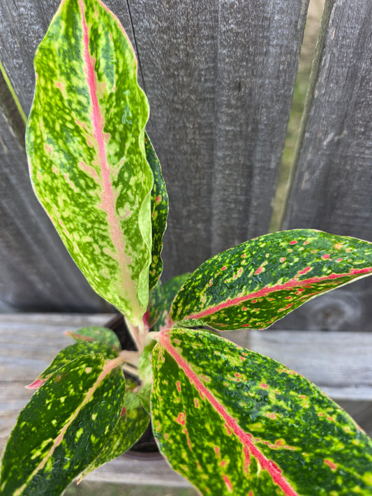 Aglaonema Night Sparkle 4"