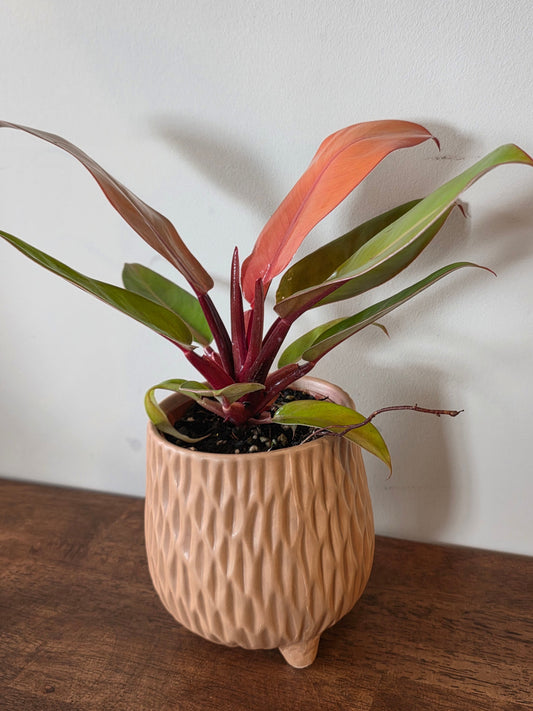 Philodendron McColley's Finale