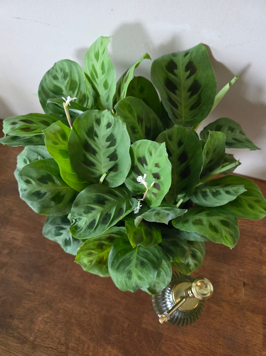 Maranta Leuconeura 'Rabbit's Foot'