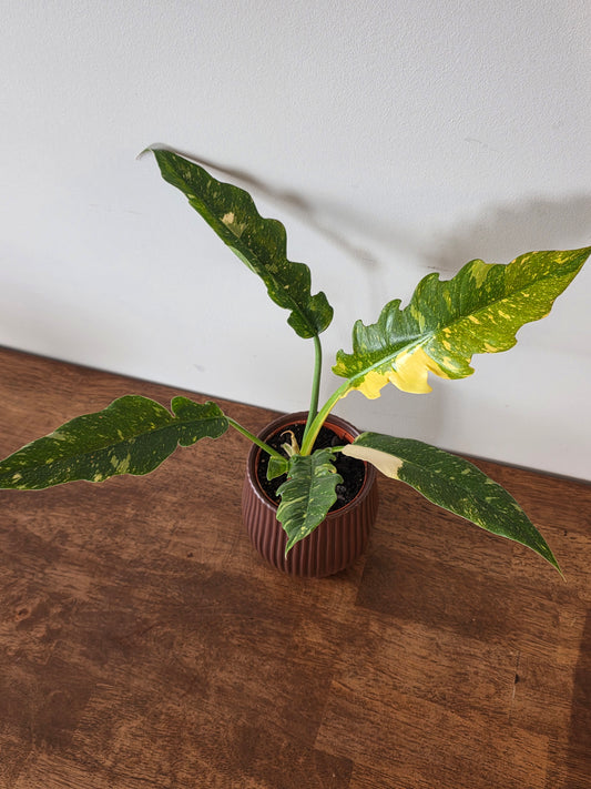 Philodendron Ring of Fire