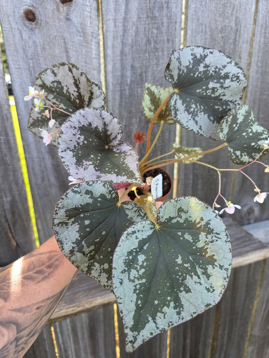 Begonia Harmony's Sykakiengii 4"