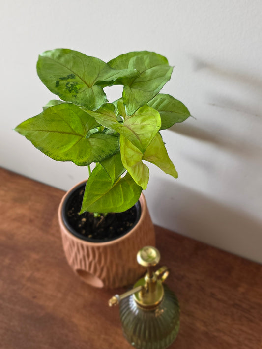 Syngonium Berry Allusion