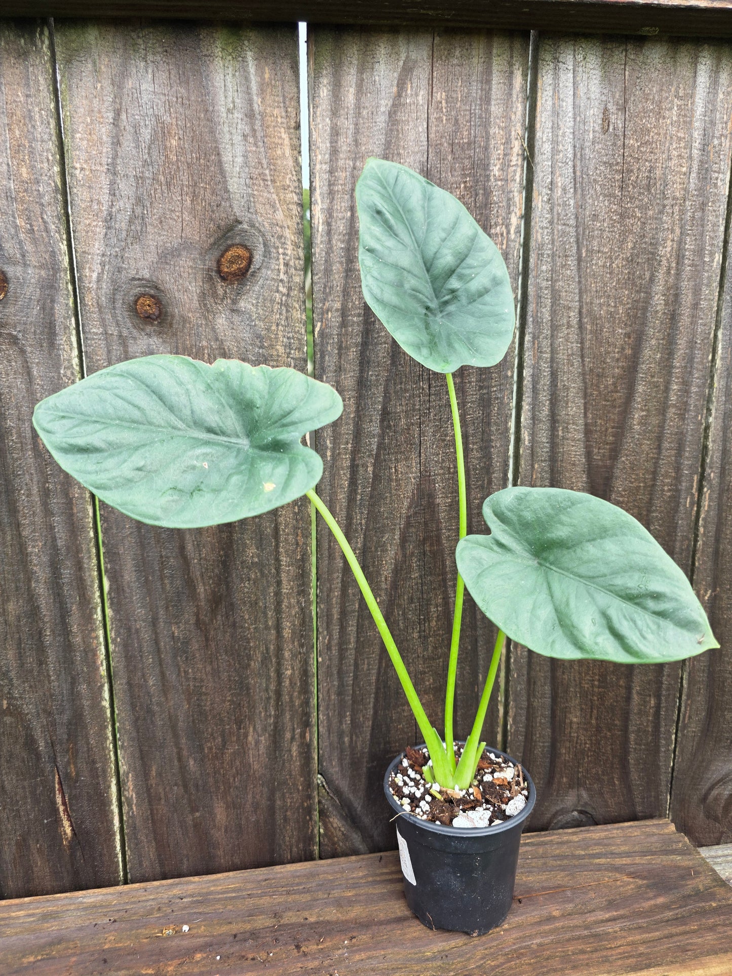 Alocasia Clypeolata