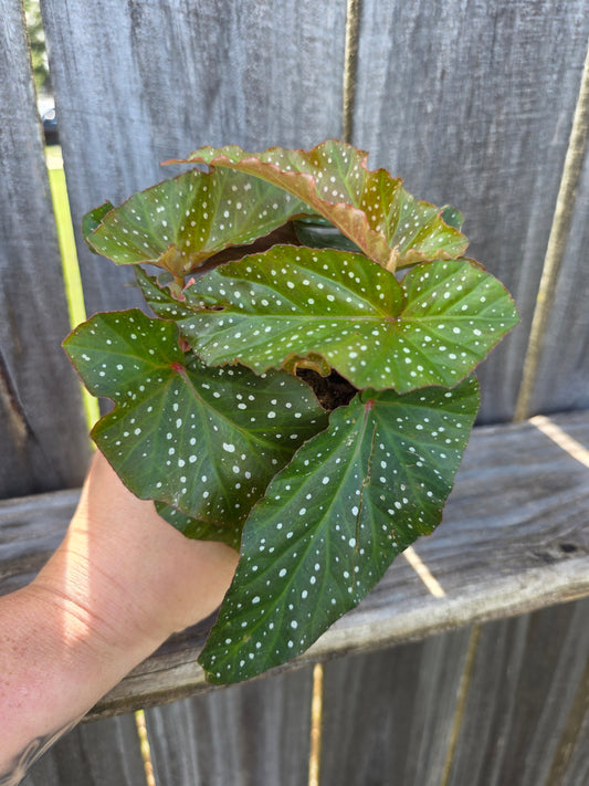 Begonia Harmony's Rain Dance 4"
