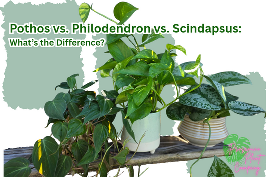 Pothos vs. Philodendron vs. Scindapsus: What's the Difference?