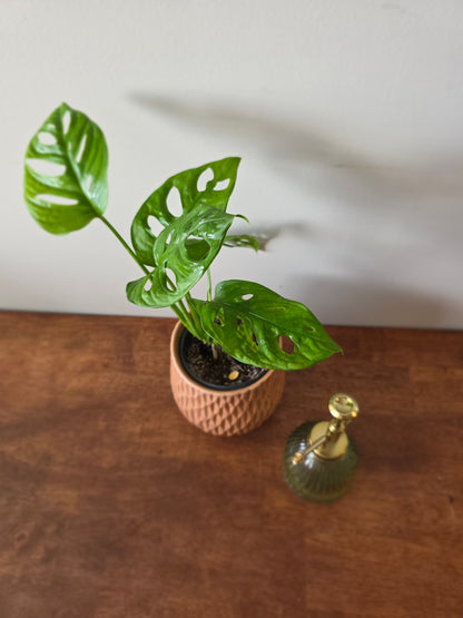 Monstera Adansonii Wide