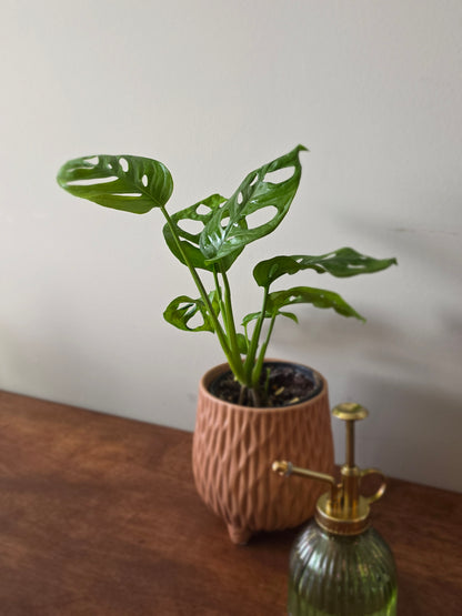 Monstera Adansonii Wide