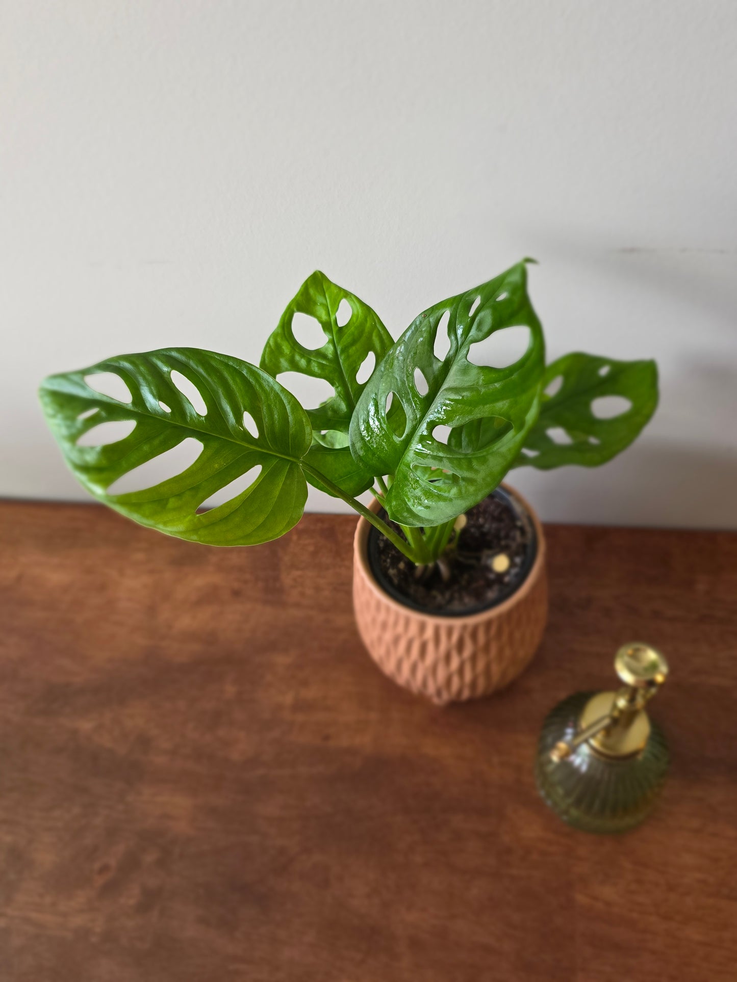 Monstera Adansonii Wide