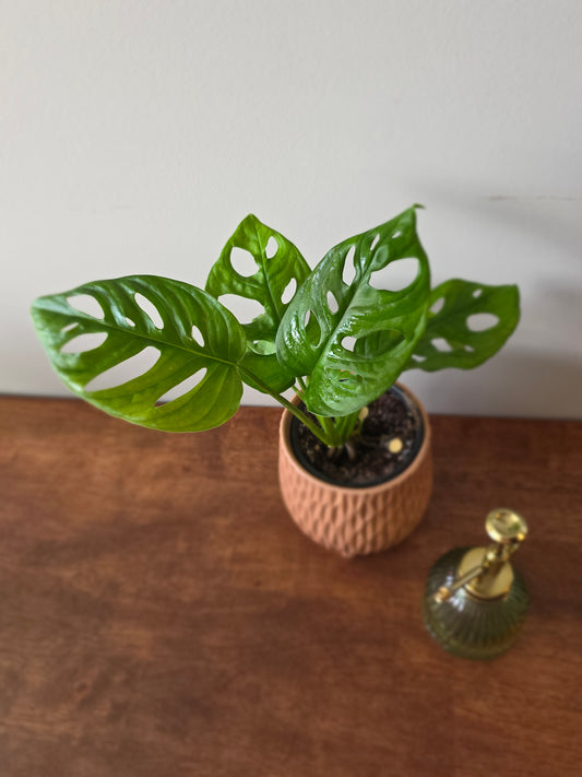 Monstera Adansonii Wide