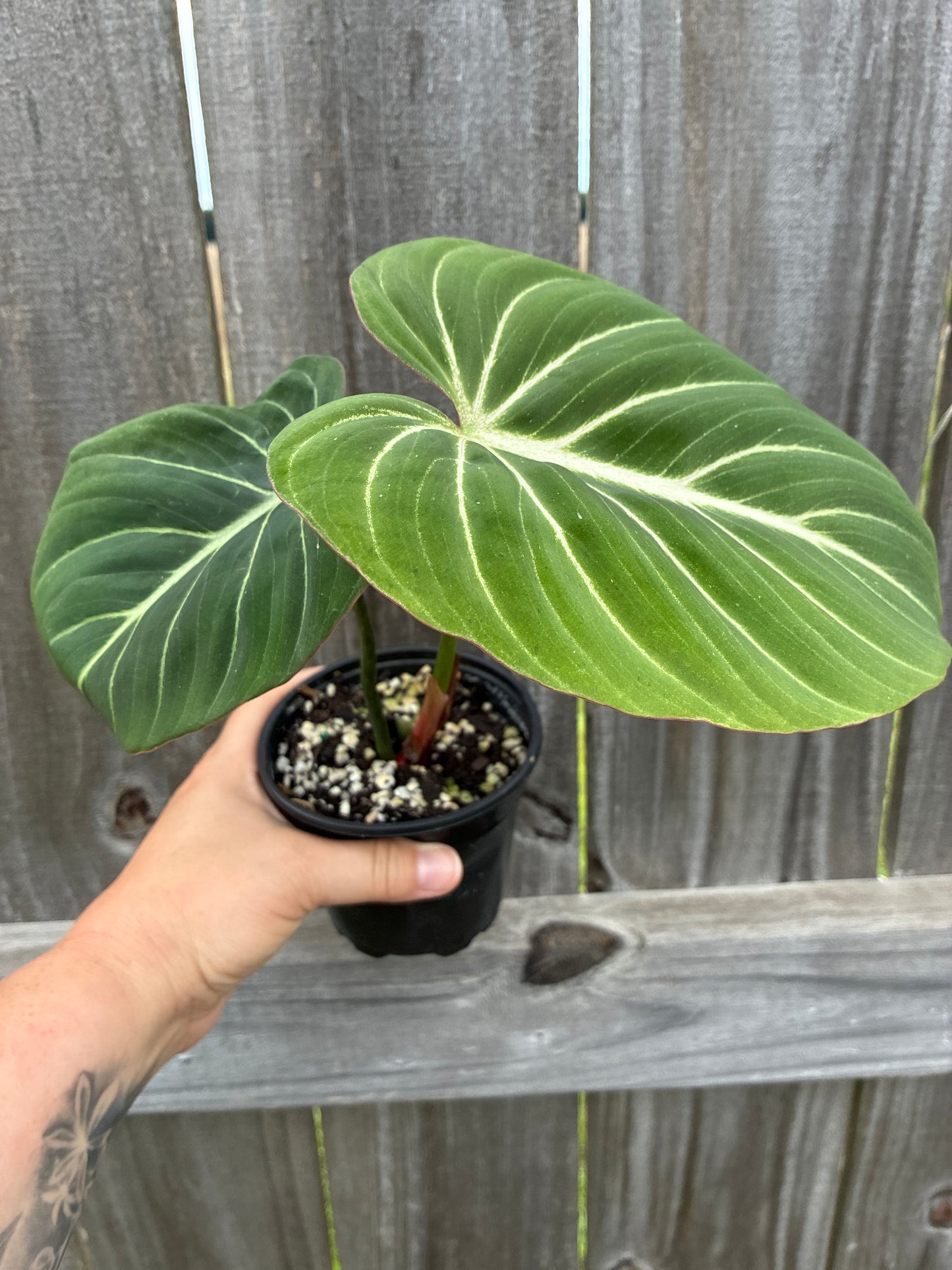 Philodendron Gloriosum Zebrina