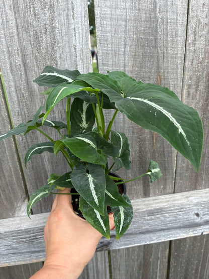 Syngonium Wendlandii