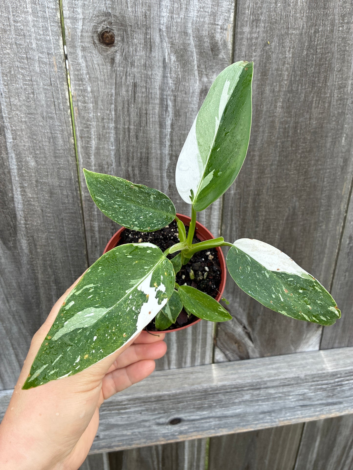 Philodendron White Princess