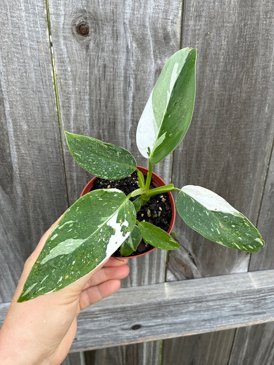 Philodendron White Princess