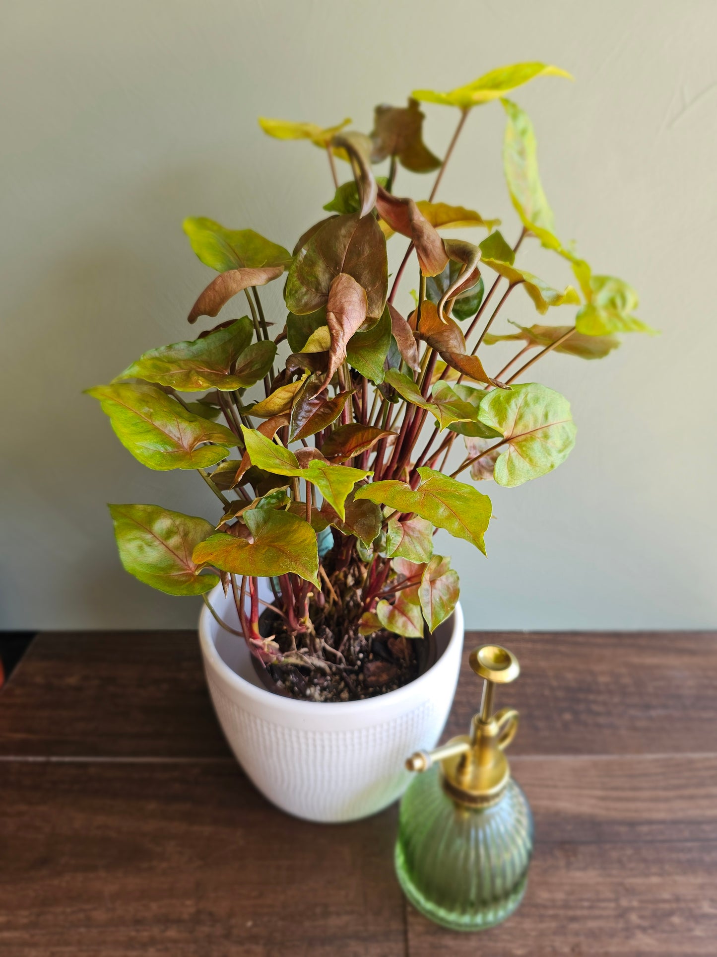 Syngonium Maria
