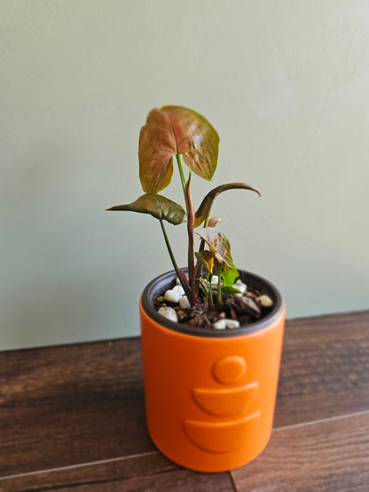 Syngonium Maria