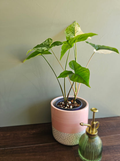 Syngonium Albo Variegata