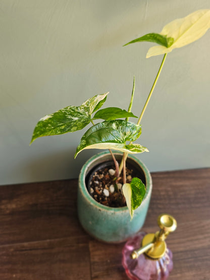 Syngonium Albo Variegata