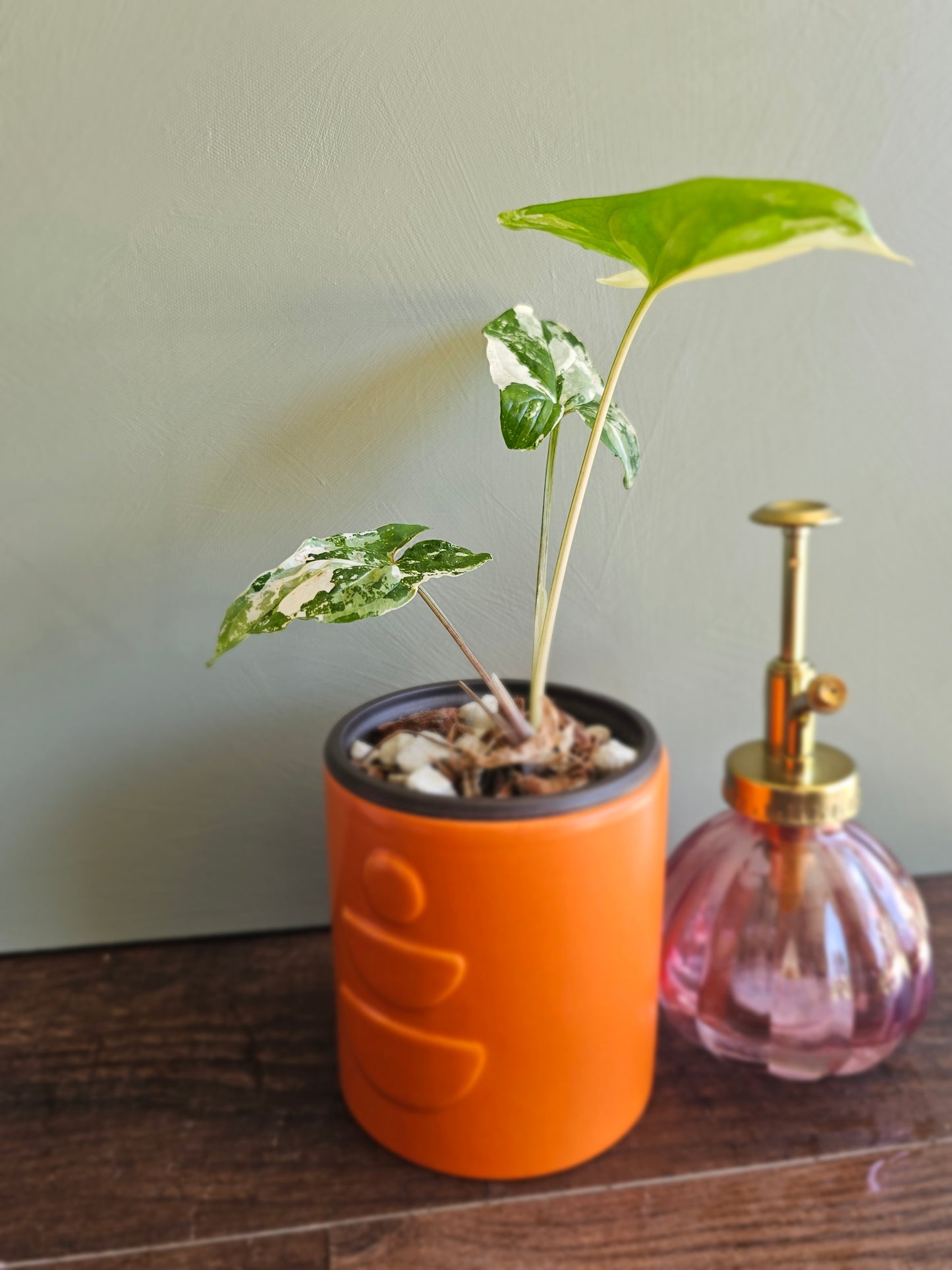 Syngonium Albo Variegata