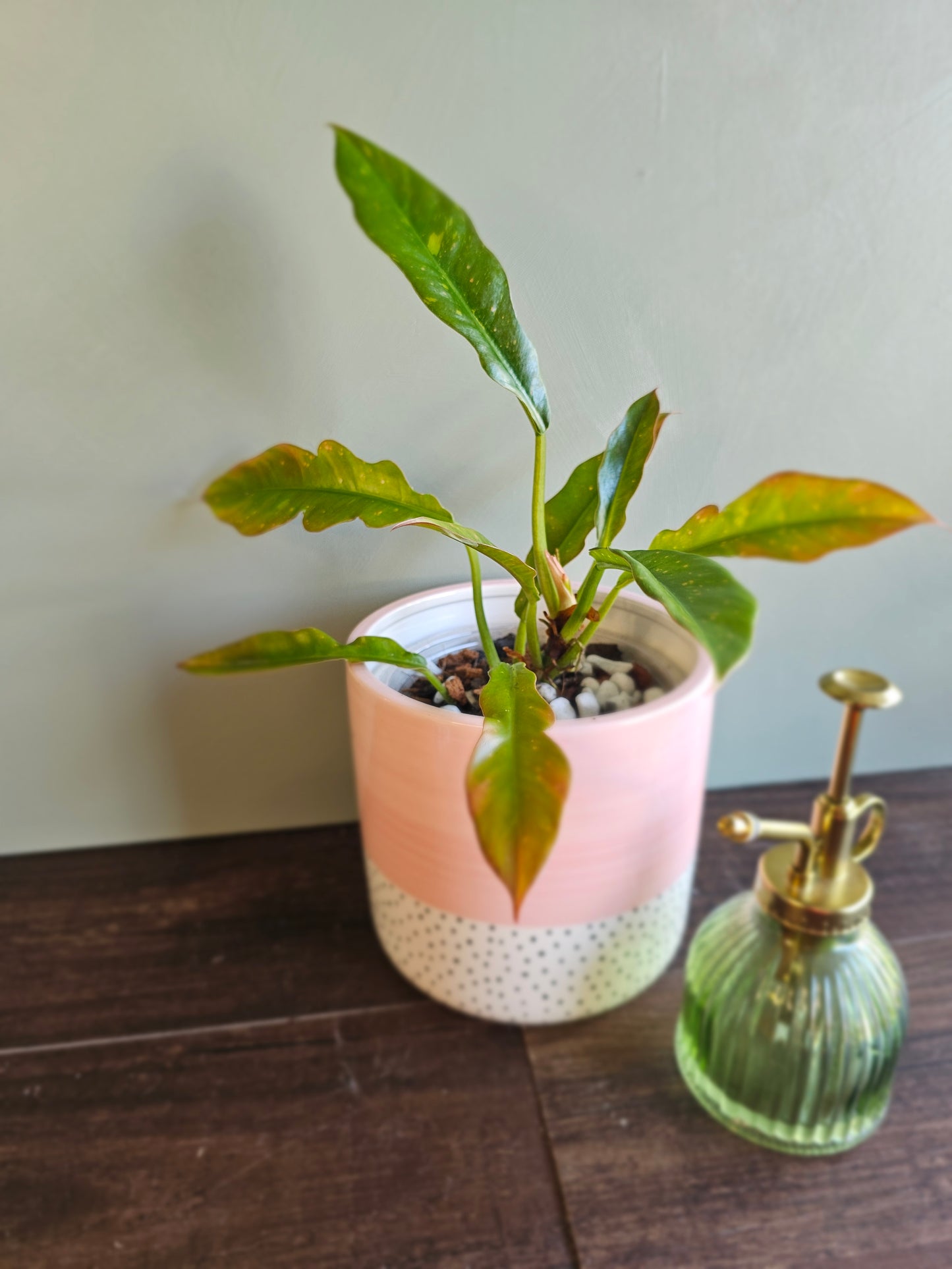 Philodendron Ring of Fire