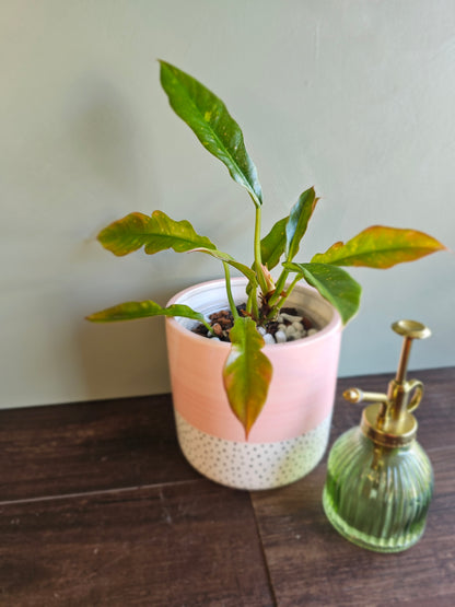 Philodendron Ring of Fire
