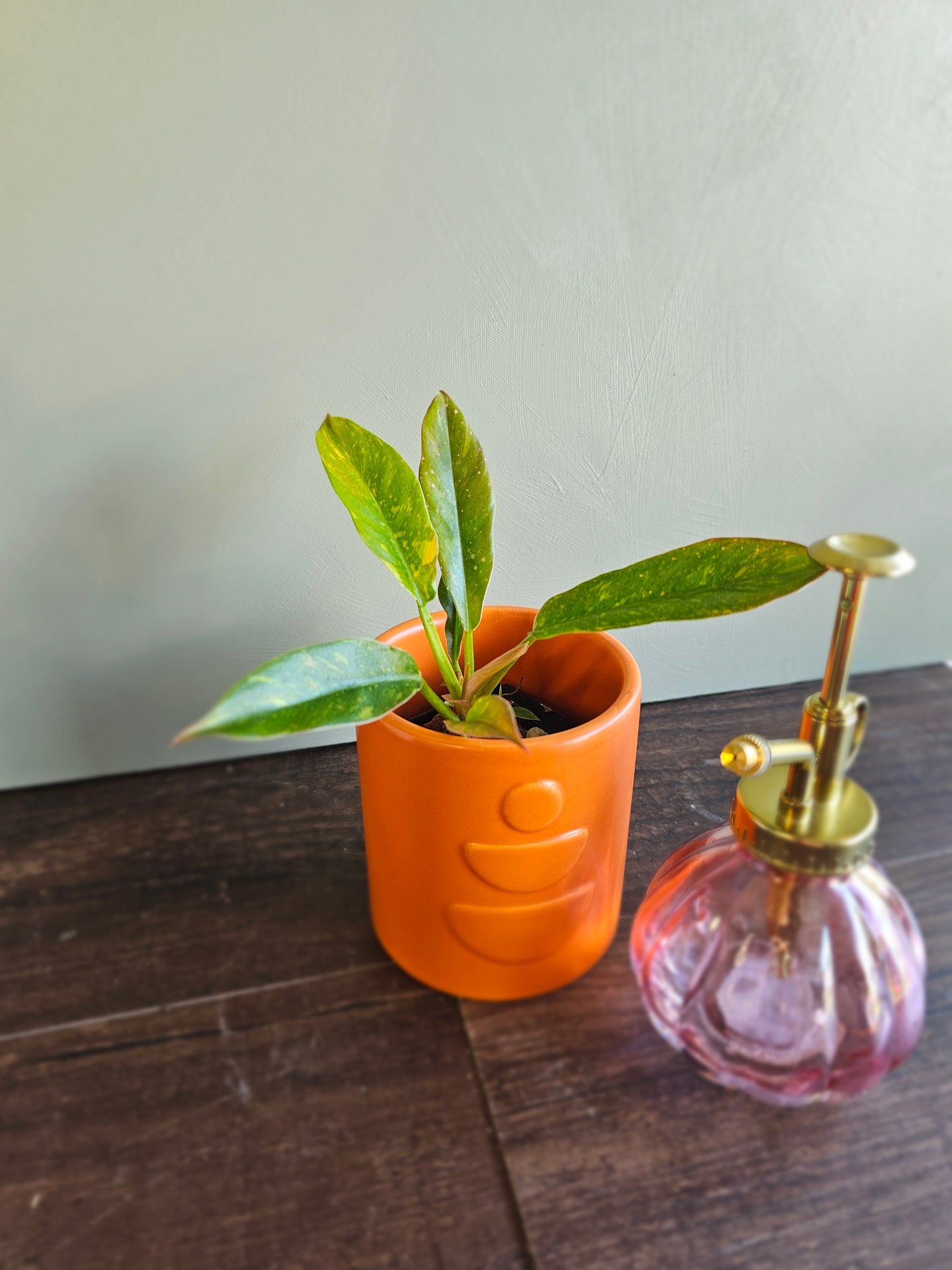 Philodendron Ring of Fire