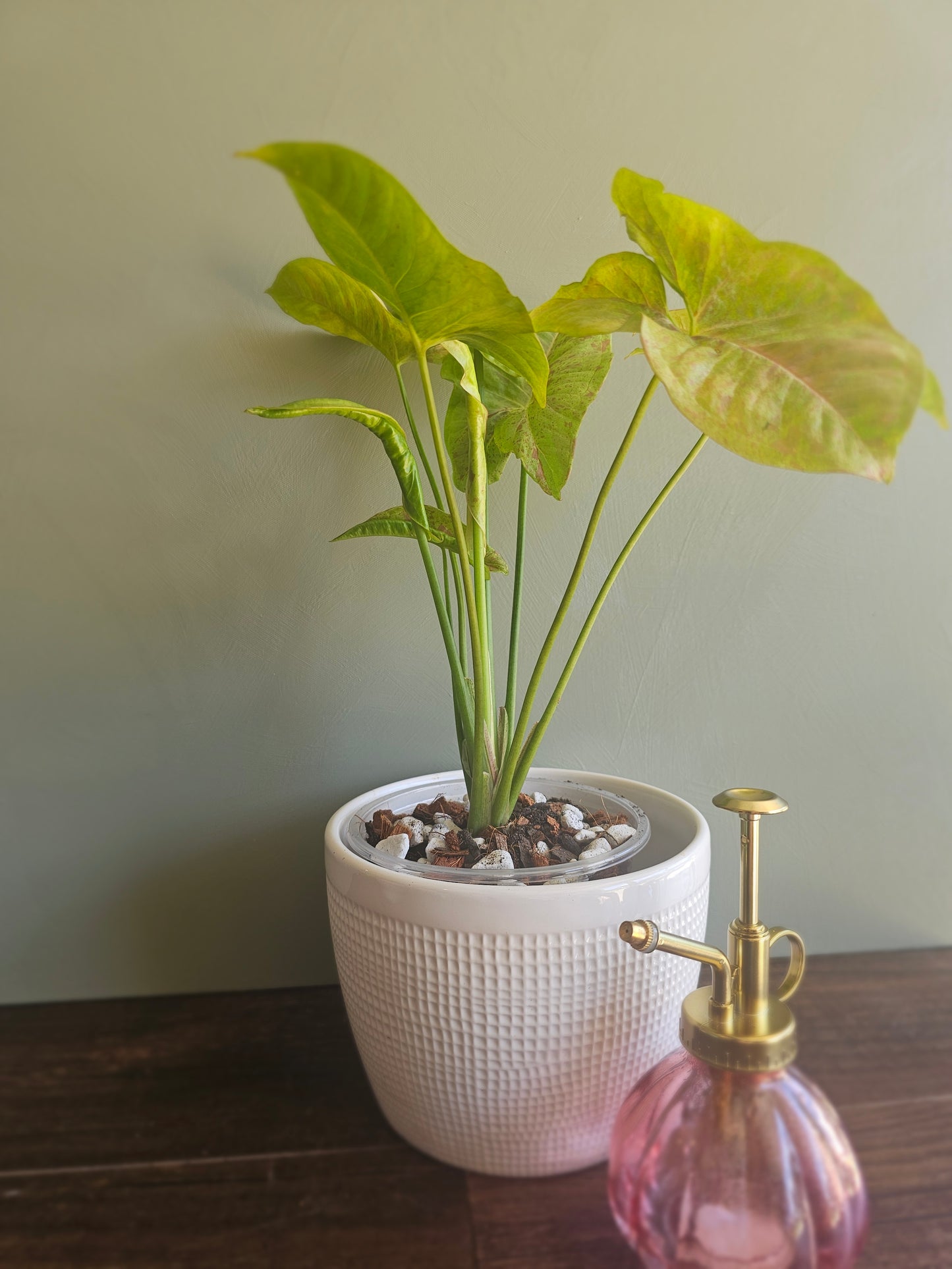 Syngonium Milk Confetti