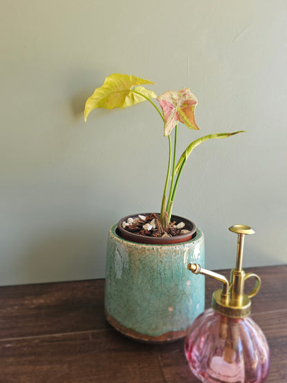 Syngonium Milk Confetti