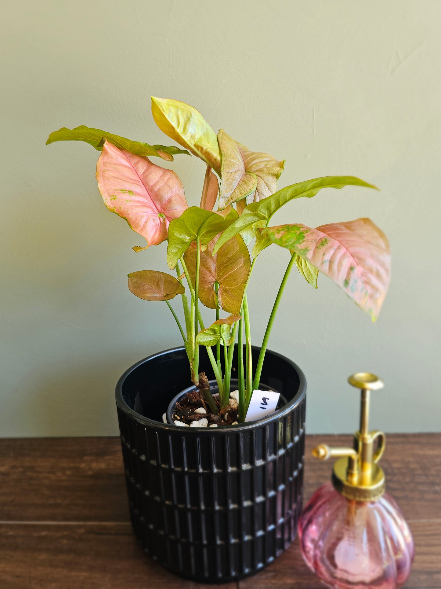 Syngonium Allusion