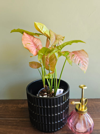 Syngonium Allusion