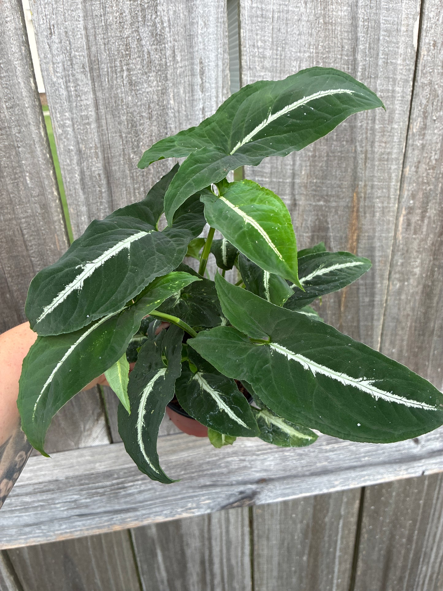 Syngonium Wendlandii