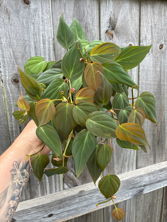 Philodendron Micans