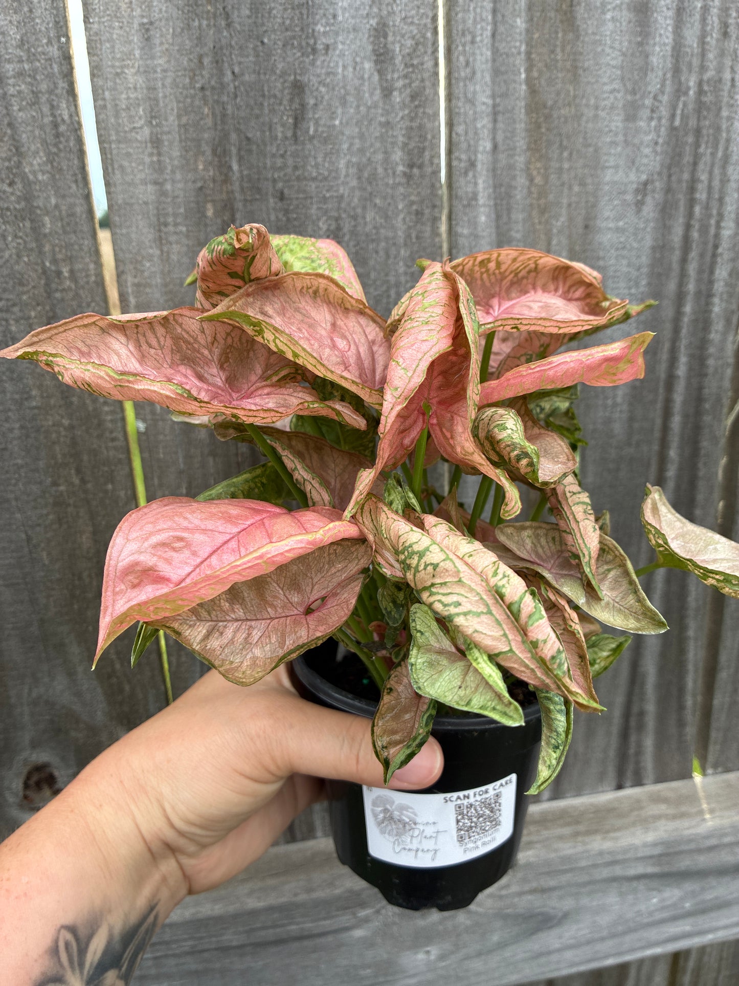 Syngonium Pink Rolli