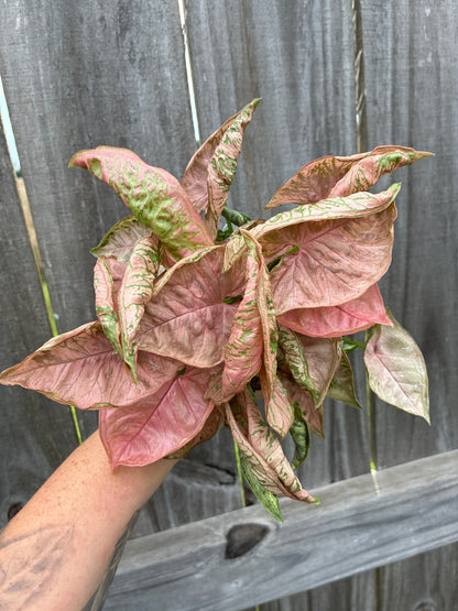Syngonium Pink Rolli
