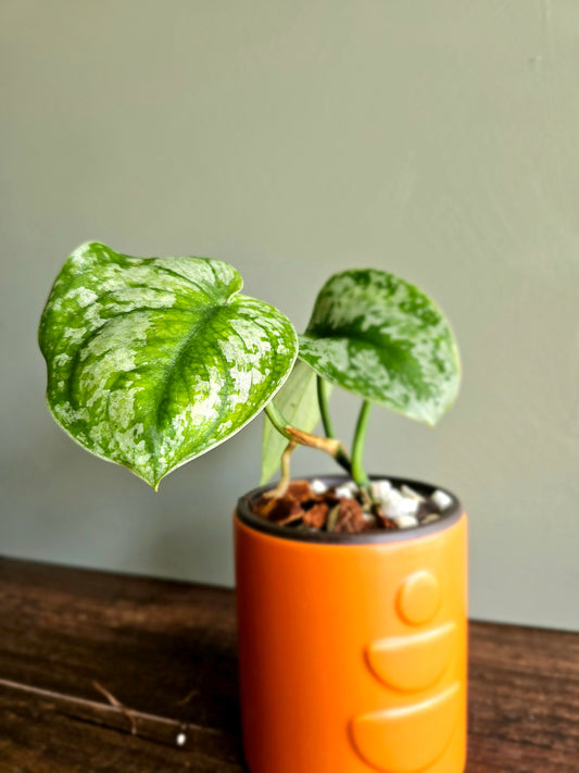 Scindapsus Pictus Exotica