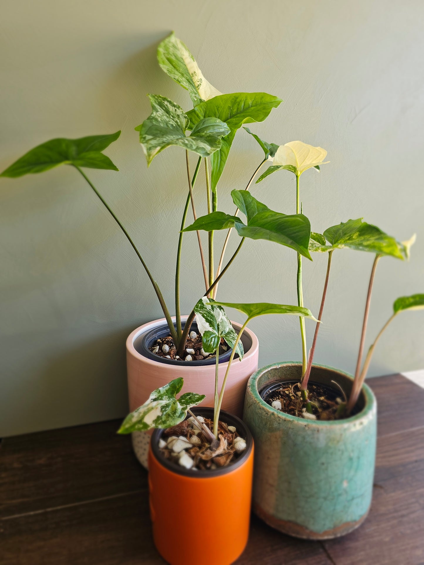 Syngonium Albo Variegata