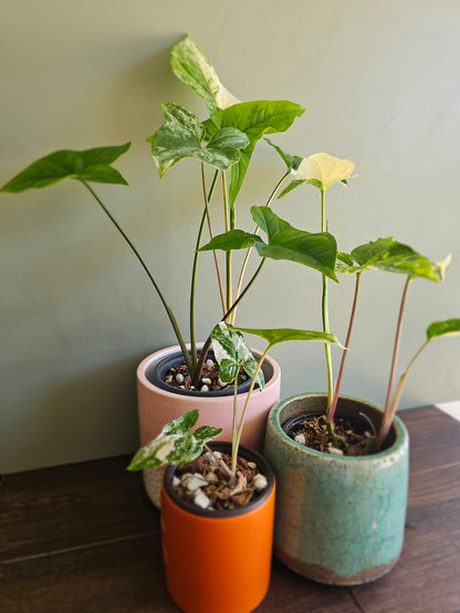 Syngonium Albo Variegata